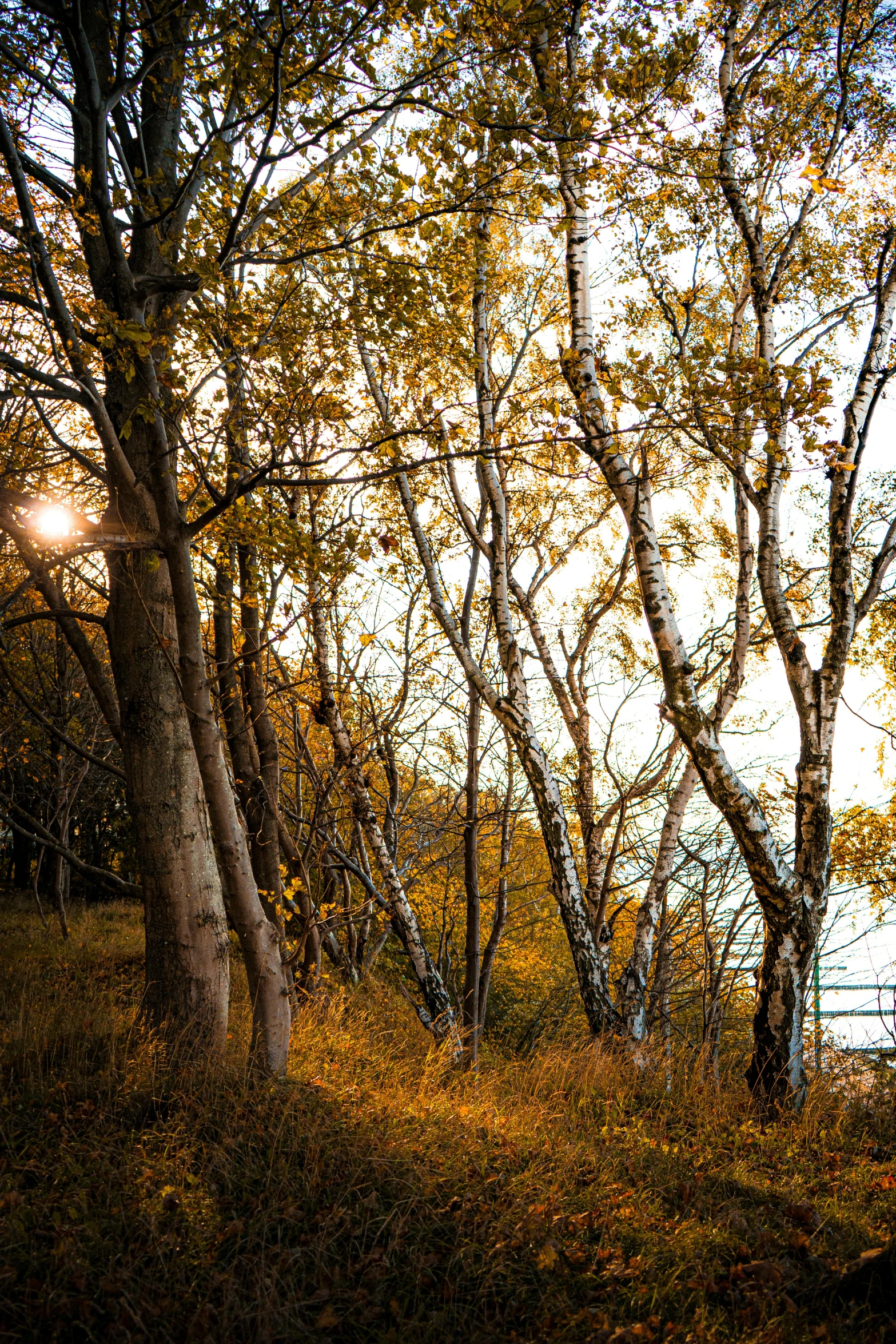 a forest filled with lots of trees next to a body of water, a picture, inspired by Elsa Bleda, unsplash, warm golden backlit, minn, branches, in the hillside