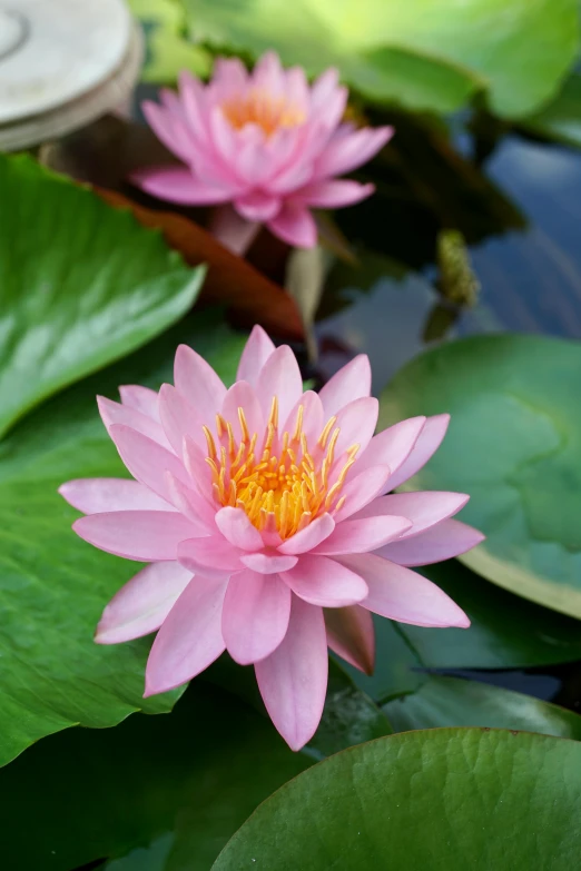 two pink waterlilies in a pond with green leaves, zoomed in, award - winning, persian queen, soft blush