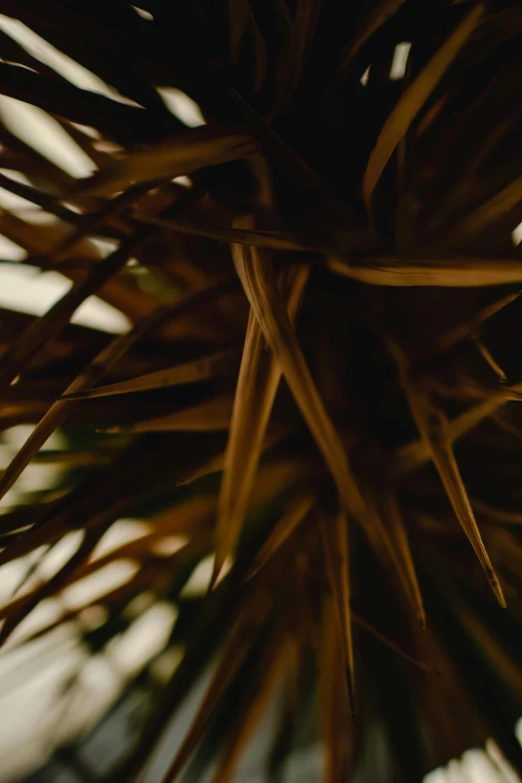 a close up of a plant with a sky in the background, a macro photograph, unsplash, wild spiky black hair, earthy colours, low quality footage, indoor picture