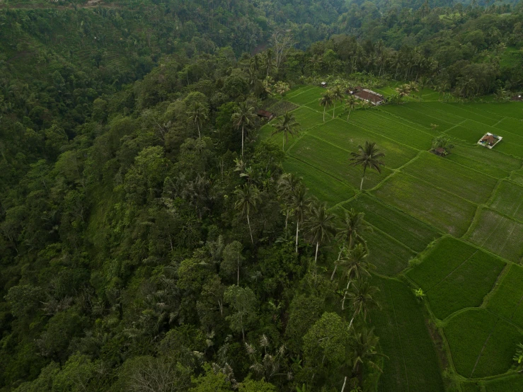 an aerial view of a lush green field, by Daren Bader, sumatraism, roofed forest, cinematic still