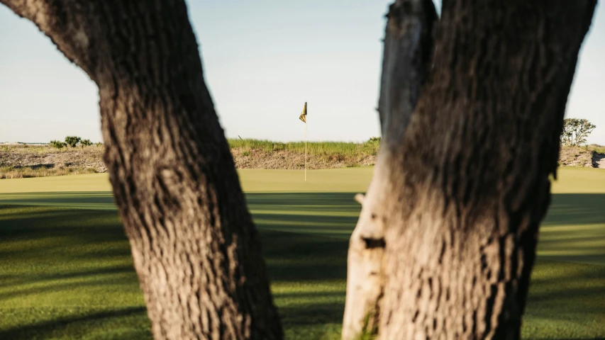 a man standing next to a tree on top of a green field, clubs, profile image, seen from a distance, trees in foreground