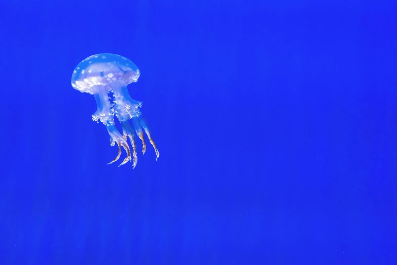 a jellyfish swimming in the ocean, unsplash, blue walls, 🦩🪐🐞👩🏻🦳, biodome, getty images