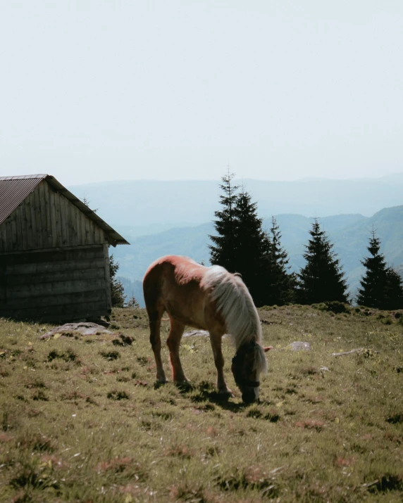 a horse that is standing in the grass, pexels contest winner, wood cabin in distance, standing on top of a mountain, gif, profile image