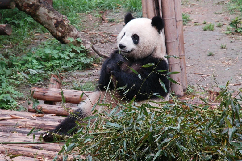 a panda bear sitting on top of a pile of bamboo, pexels contest winner, ready to eat, avatar image, sichuan, 🦩🪐🐞👩🏻🦳