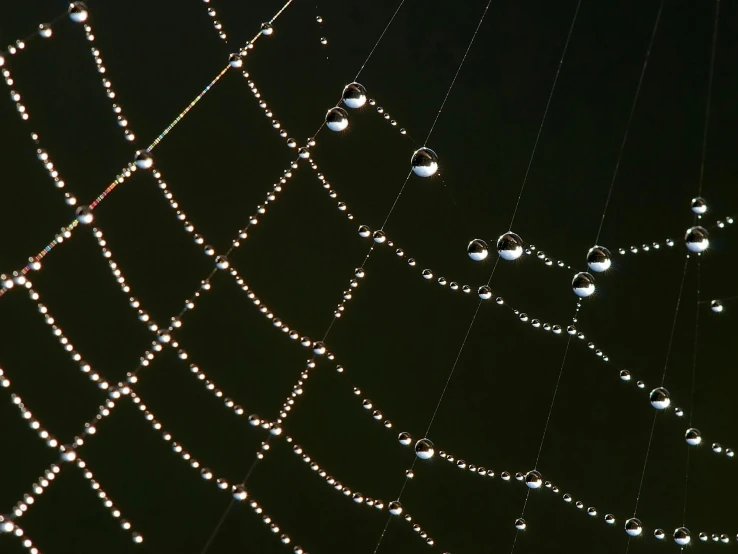 a spider web with water droplets on it, by Attila Meszlenyi, net art, shiny silver, paul barson, 2000s photo