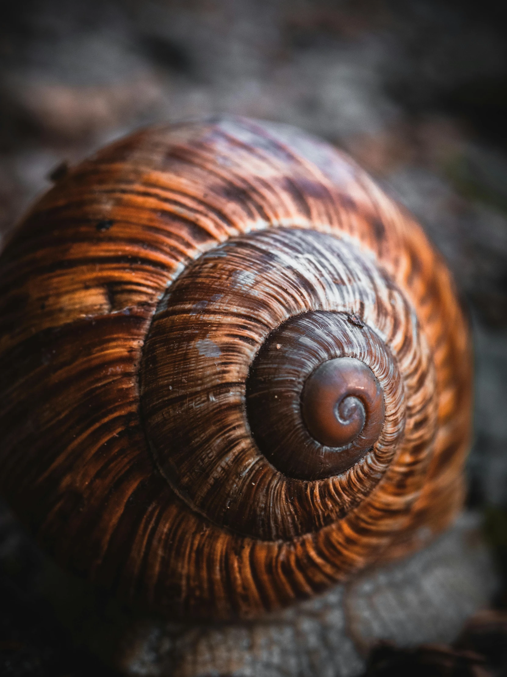 a close up of a snail's shell on the ground, by Adam Marczyński, unsplash contest winner, renaissance, copper patina, medium format, ilustration, brown resin