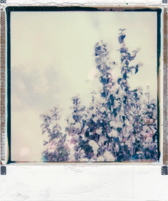 a polaroid picture of a tree with purple flowers, inspired by Elsa Bleda, unsplash, flowering buds, vintage shading, pearlescent white, instant photograph of the sky