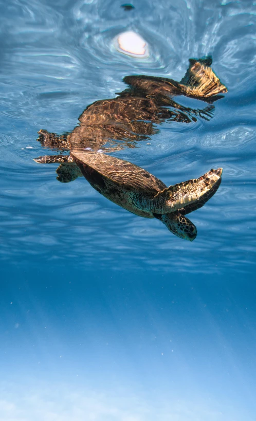 a couple of sea turtles swimming in the ocean, by Matt Stewart, slide show, low angle photo, single file, long flowing fins