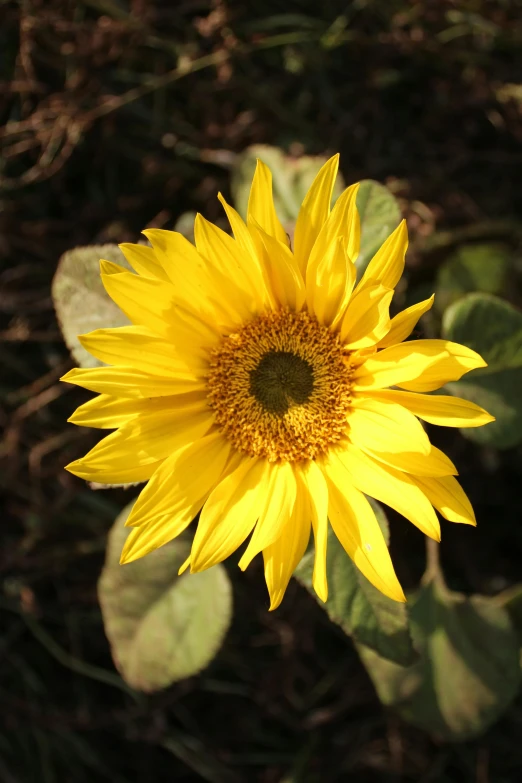 a close up of a sunflower in a field, top - down photograph, digital image, various posed, video