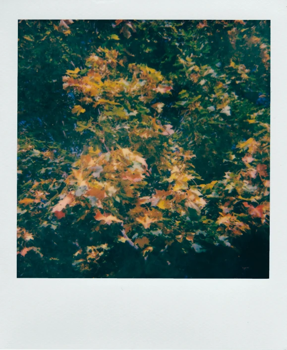 a polaroid picture of leaves on a tree, inspired by Gerhard Richter, unsplash, impressionism, hi-res scan, autum, jiyun chae, hyperrealistic ”