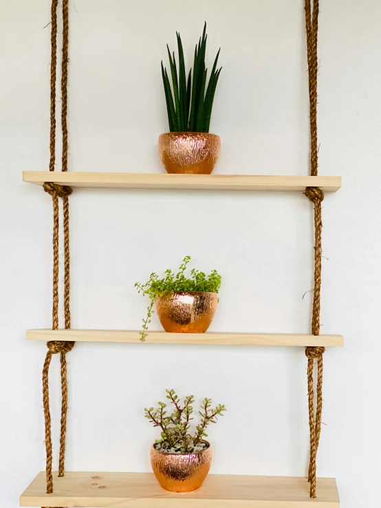 a shelf that has some plants on it, rope bridge, wood burn, set against a white background, taken at golden hour