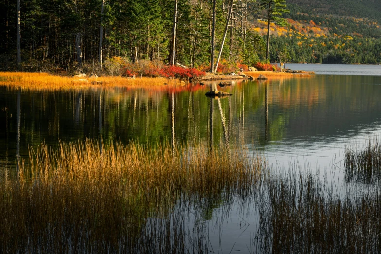 a large body of water surrounded by trees, by Jim Nelson, pexels contest winner, land art, new hampshire, deep shadows and colors, small reeds behind lake, slide show