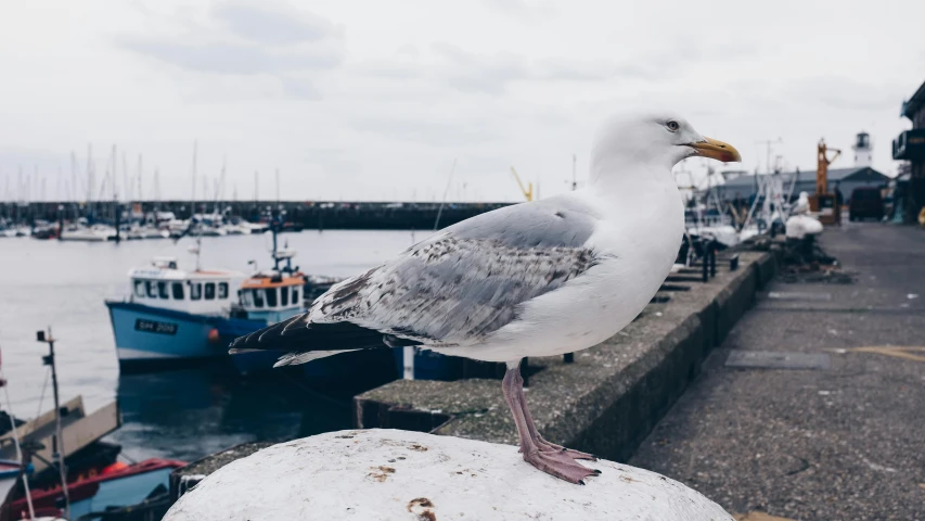 a seagull standing on top of a cement wall next to a body of water, pexels contest winner, happening, harbour, 🦩🪐🐞👩🏻🦳, white, olivia kemp