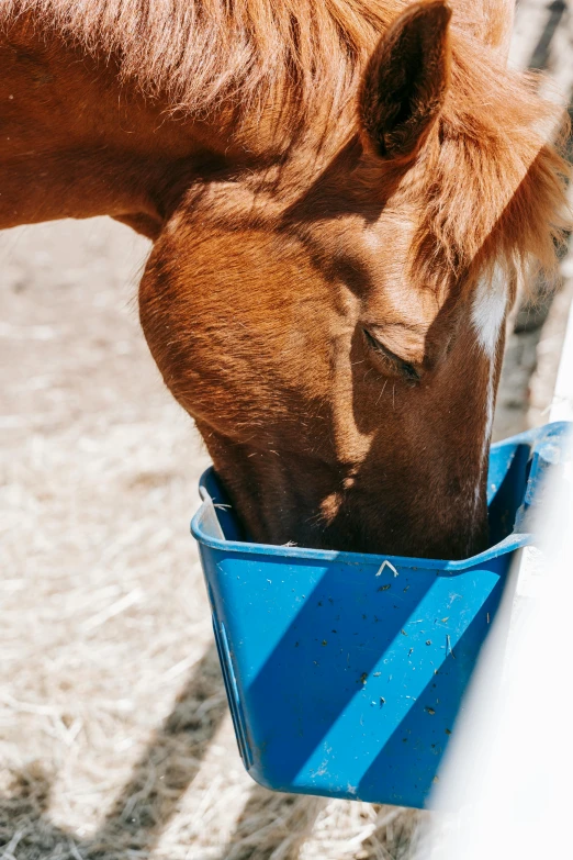 a brown horse eating out of a blue bucket, by Daniel Lieske, trending on unsplash, pbr, hydration, seasonal, silo