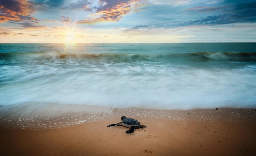 a turtle on the beach with a sunset in the background, by Adam Marczyński, fine art print, landscape photography, sea foam, multiple stories