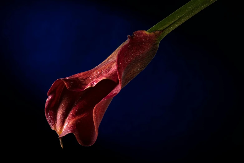 a red flower sitting on top of a green stem, a macro photograph, inspired by Robert Mapplethorpe, pexels, art photography, blue velvet, tooth wu : : quixel megascans, lillies, studio medium format photograph