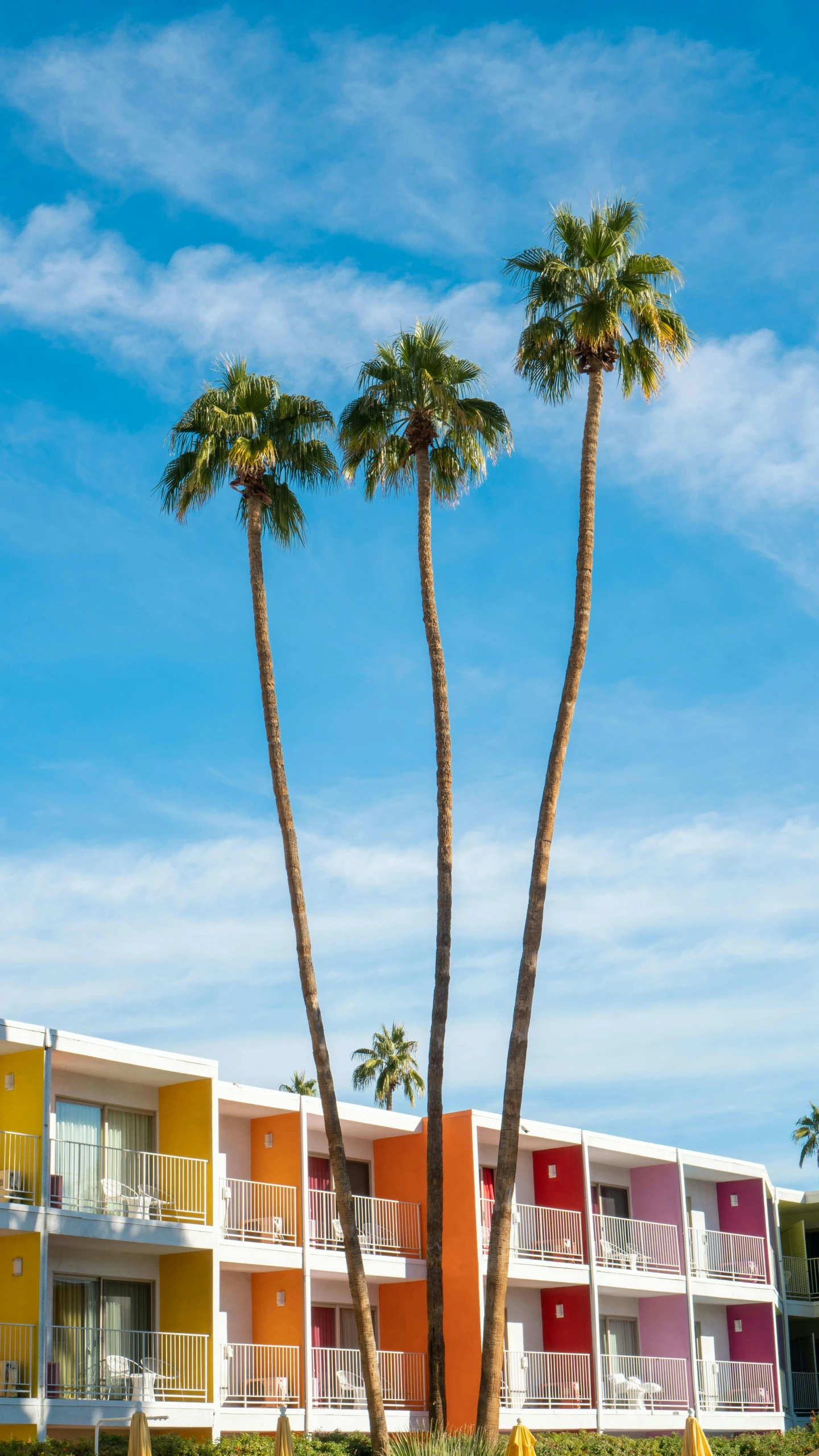 a row of palm trees in front of a multi - colored building, by Dave Melvin, unsplash contest winner, modernism, palm springs, giant threes, dwell, panoramic shot