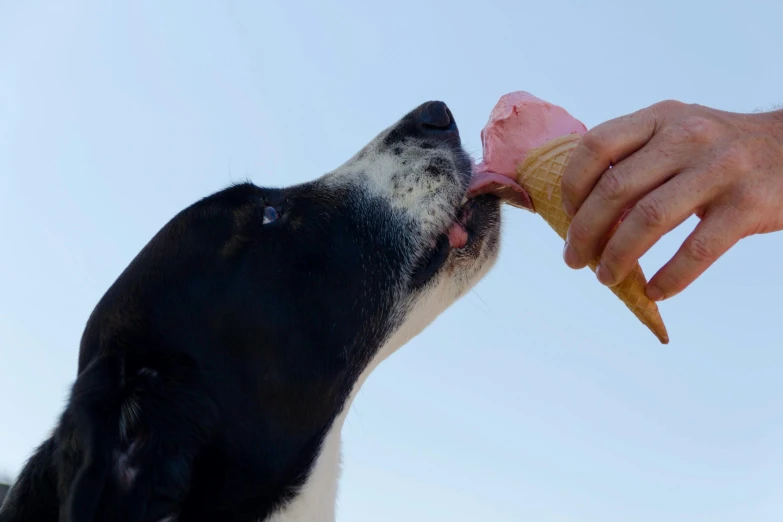 a black and white dog eating an ice cream cone, unsplash, pink, manuka, hand, ignant