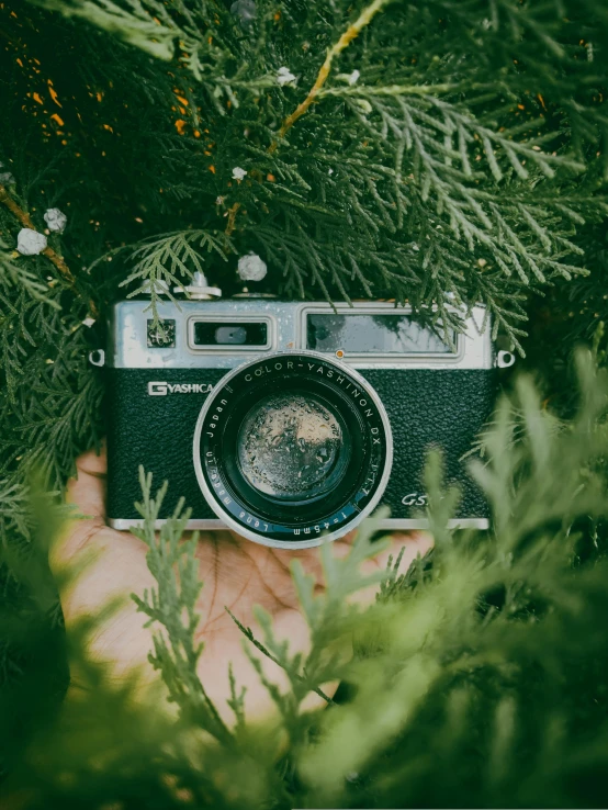 a close up of a person holding a camera, inspired by Elsa Bleda, unsplash contest winner, evergreen branches, holiday vibe, vintage film photo, with a tree in the background