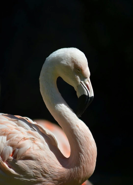 a couple of flamingos standing next to each other, a photo, pexels contest winner, renaissance, close up head shot, smooth pink skin, profile shot, shot with sony alpha 1 camera