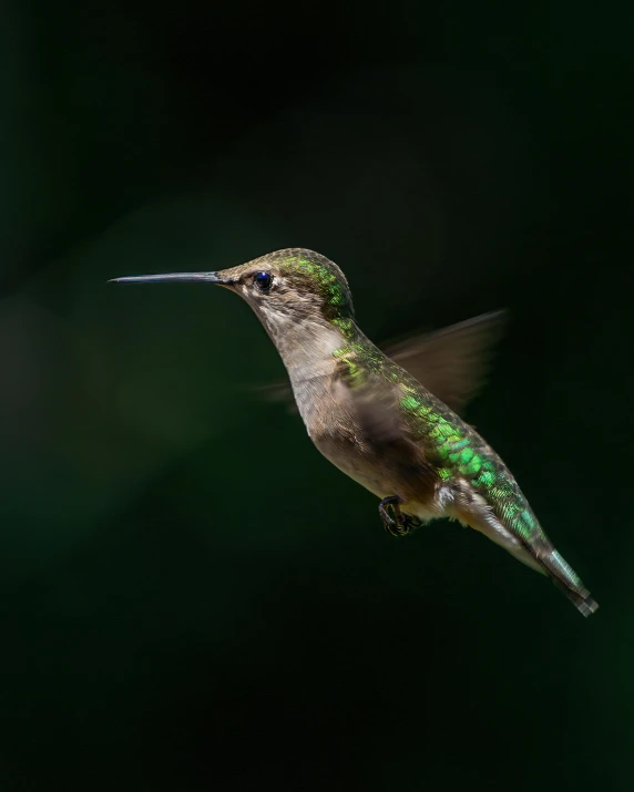 a bird that is flying in the air, a macro photograph, pexels contest winner, hologram hovering around her, queen of nature, mid-shot of a hunky, shot from 5 0 feet distance