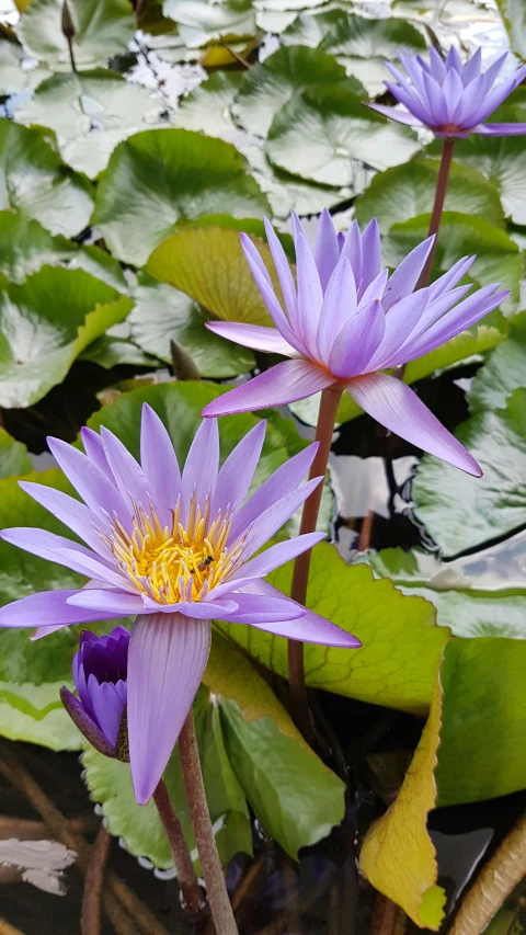 a group of purple flowers sitting on top of a pond, lying on lily pad, blue and purple colour scheme, exterior shot, zoomed in