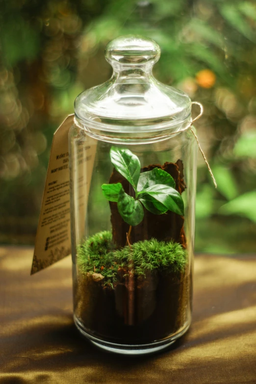 a glass jar with a plant inside of it, inspired by Hugo Sánchez Bonilla, environmental art, chocolate, placed in a lush forest, basil, with a long