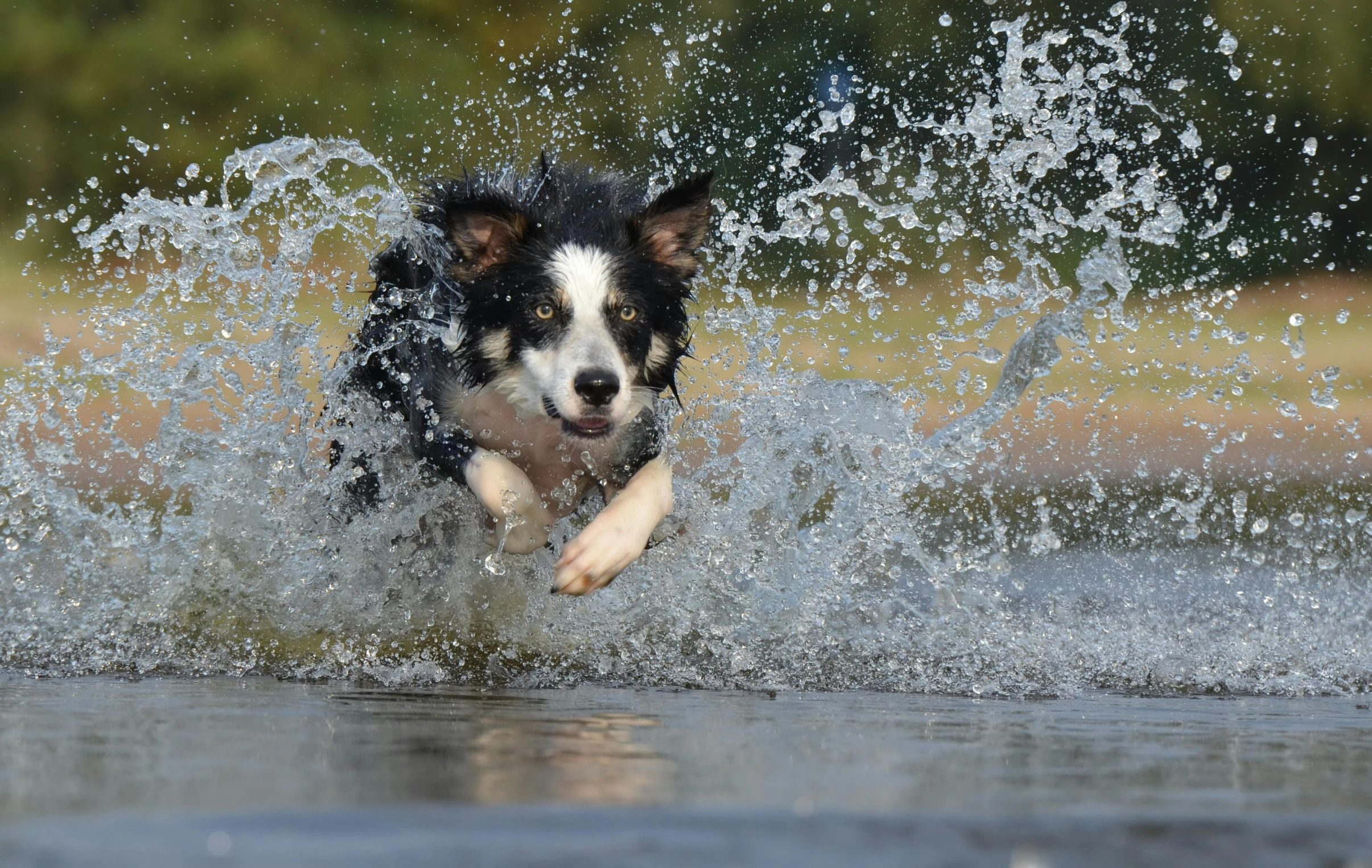 a black and white dog running through a body of water, waterfals, in the water, afp, thumbnail