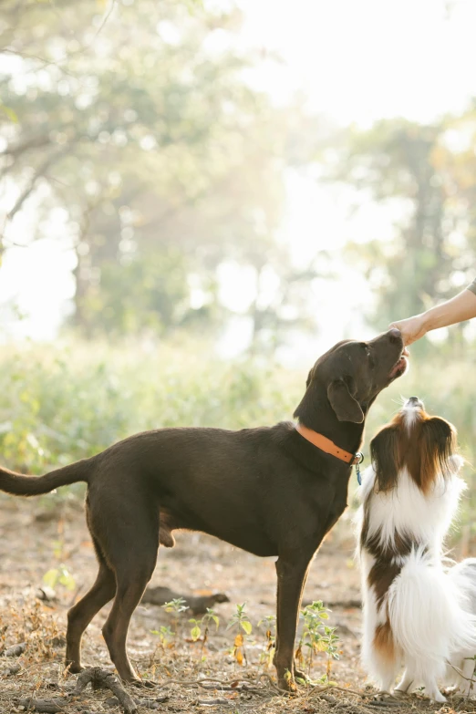 a woman playing with two dogs in the woods, reaching out to each other, snacks, displayed, teaser