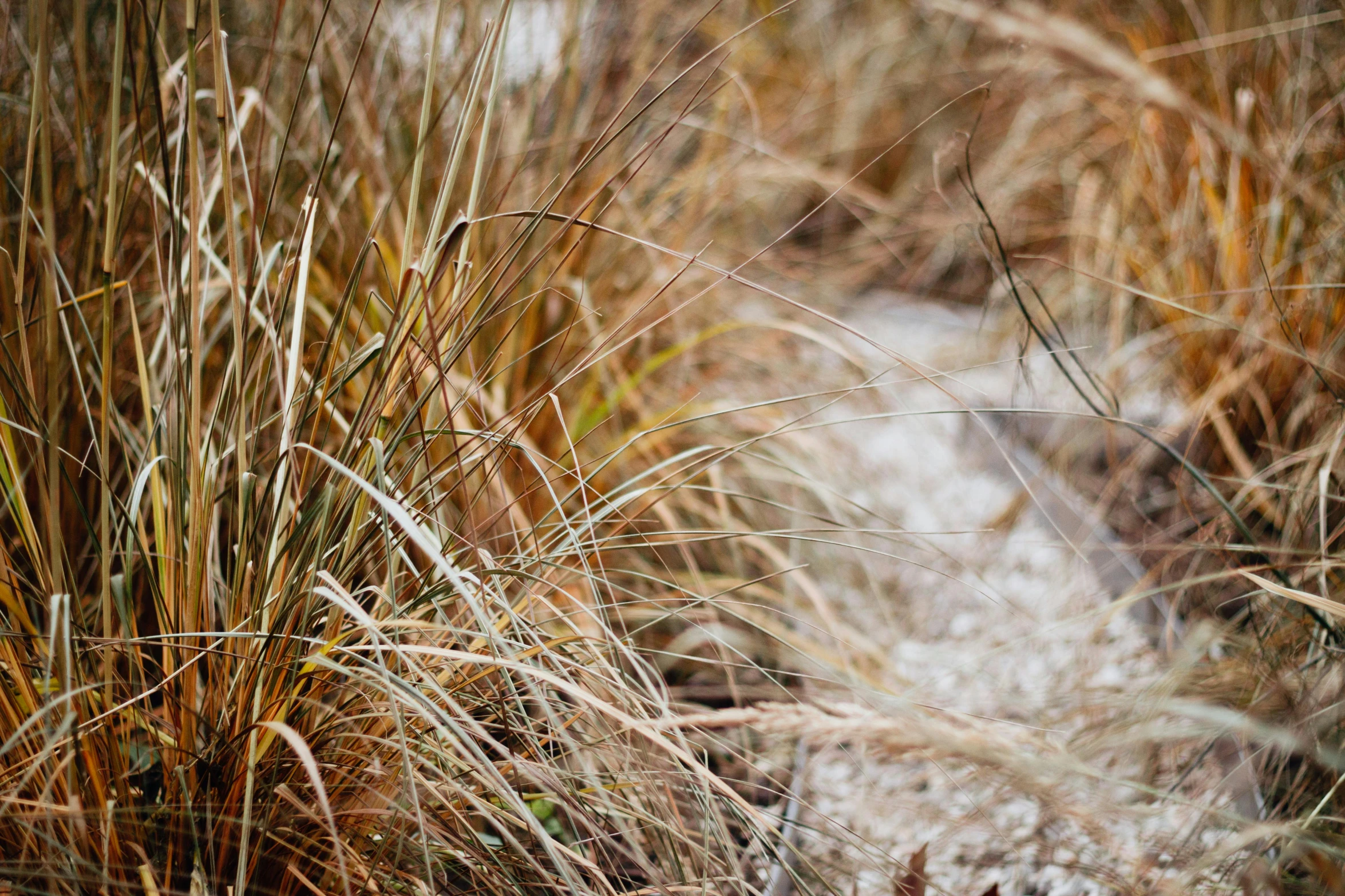 a stream running through a dry grass covered field, by Daniel Lieske, unsplash, land art, background image, dusting of snow, shallow depth of fielf, botanic garden