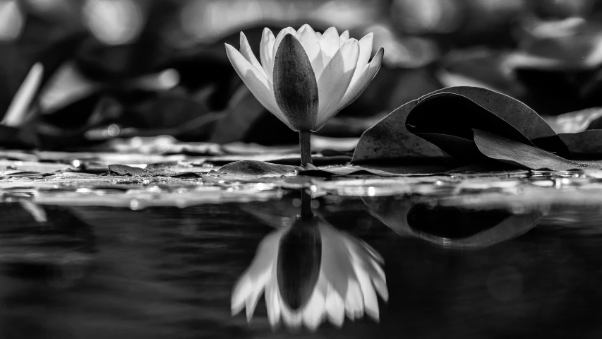 a black and white photo of a water lily, by Daniel Gelon, pixabay contest winner, water reflection!!!!!, 🌸 🌼 💮, shot with a canon 20mm lens, beautiful surroundings