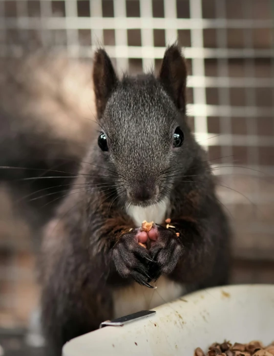 a squirrel eating food out of a bowl, pexels contest winner, renaissance, lovingly looking at camera, black, australian, made of baked beans