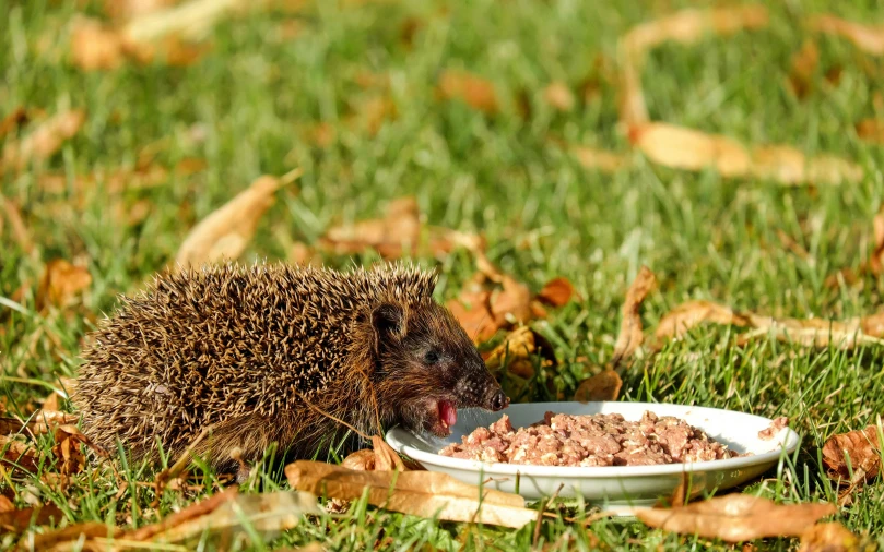 a hedge eating out of a bowl in the grass, by Julia Pishtar, pexels, sonic hedgehog, offering a plate of food, autumn, dessert