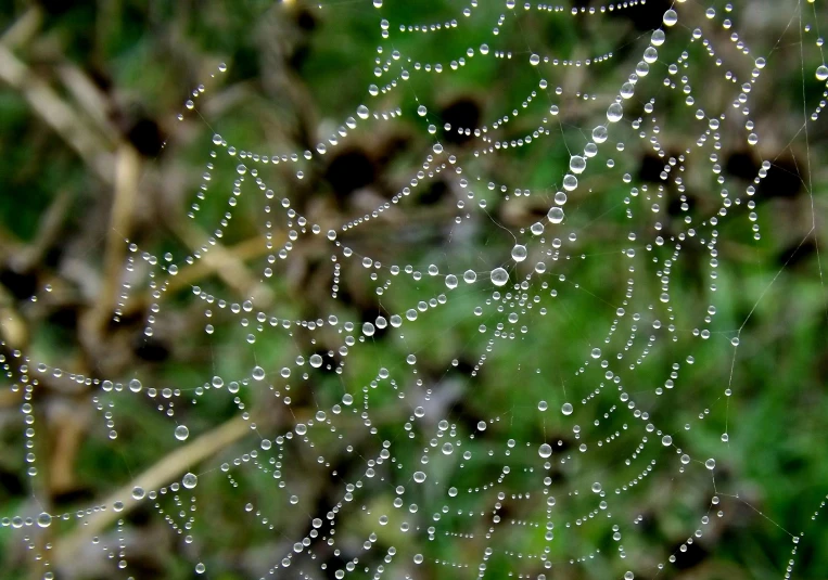 a spider web with water droplets on it, by Tom Carapic, pixabay, strings of pearls, 1024x1024, ultra detailed”, wet grass