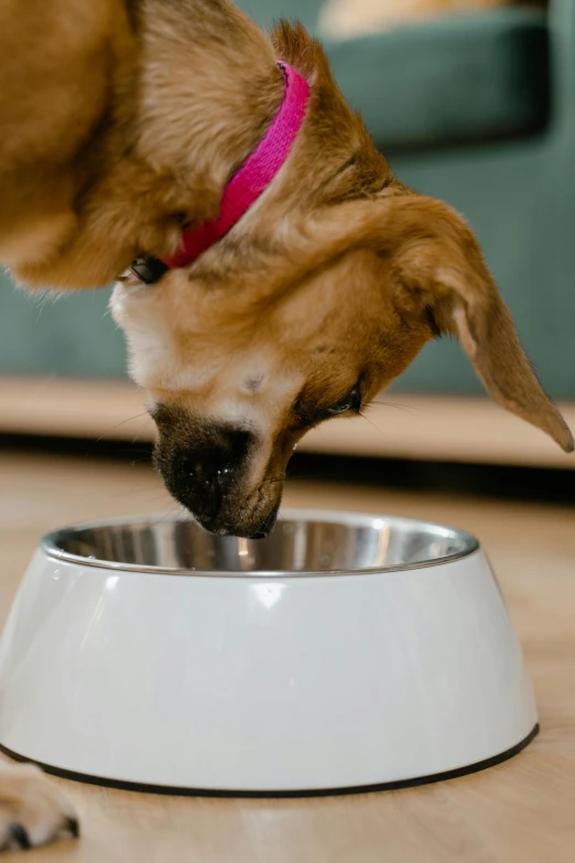 a dog eating out of a bowl on the floor, hydration, zoomed in, sleek design, pouring