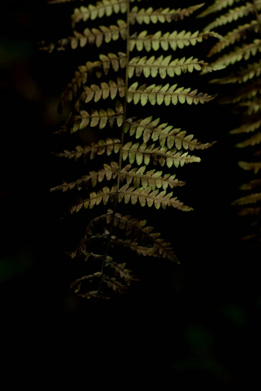 a close up of a fern leaf in the dark, hemlocks, cinematic shot ar 9:16 -n 6 -g, gold, **cinematic