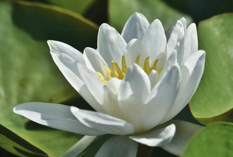 a close up of a white flower with green leaves, unsplash, hurufiyya, waterlily mecha nymphaea, paul barson, taken in the late 2010s, no cropping