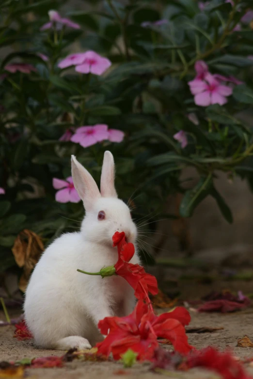 a white rabbit with a red flower in its mouth, a picture, shutterstock contest winner, ignant, eating outside, peruvian looking, pale - skinned