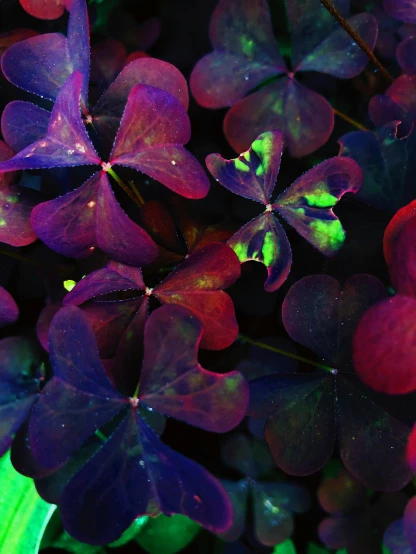 a close up of a bunch of purple flowers, by Julia Pishtar, trending on unsplash, background full of lucky clovers, neon color bioluminescence, colorful redshift render, full frame image