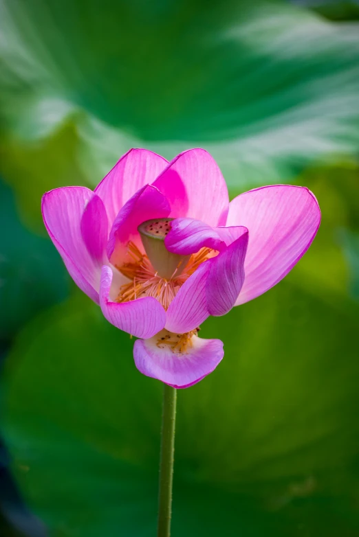 a pink flower with green leaves in the background, gilded lotus princess, paul barson, taken in the early 2020s, lpoty