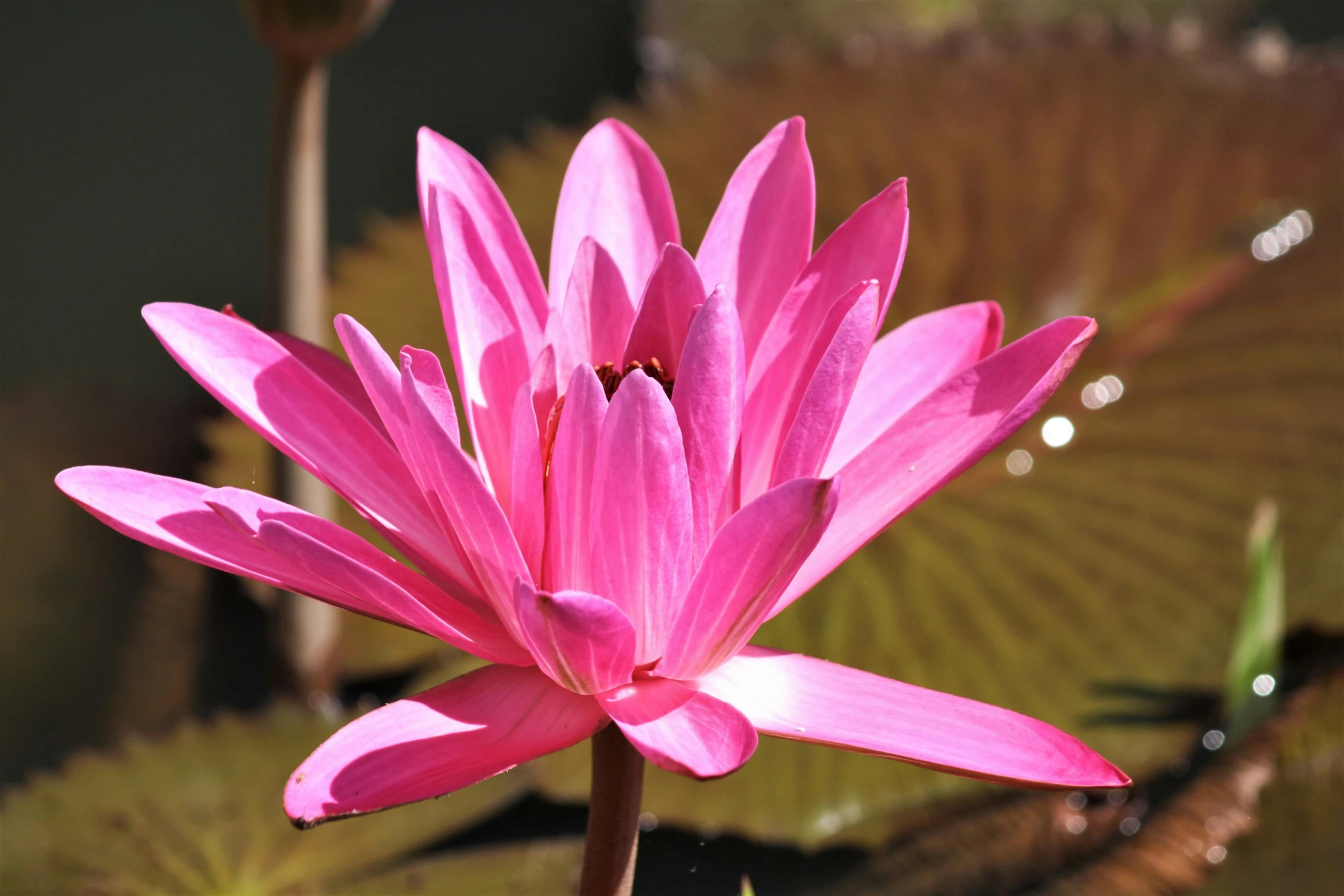 a close up of a pink flower in a pond, persian queen, on a sunny day, lit up, rectangular