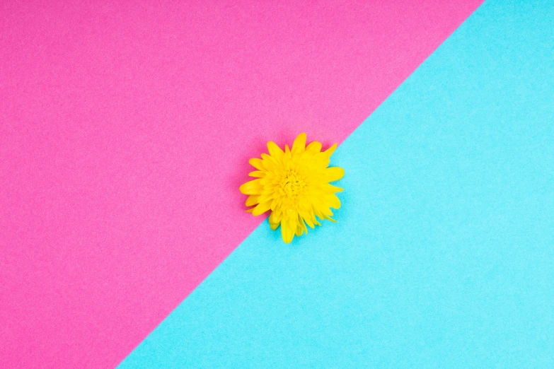 a single yellow flower on a blue and pink background, trending on unsplash, postminimalism, material design, two colors, black and teal paper, yellow spiky hair