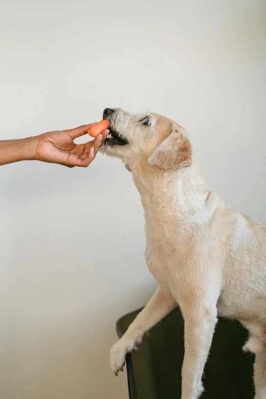 a person feeding a dog a carrot, a pastel, by Gavin Hamilton, unsplash, candy treatments, tail raised, thumbnail, cast