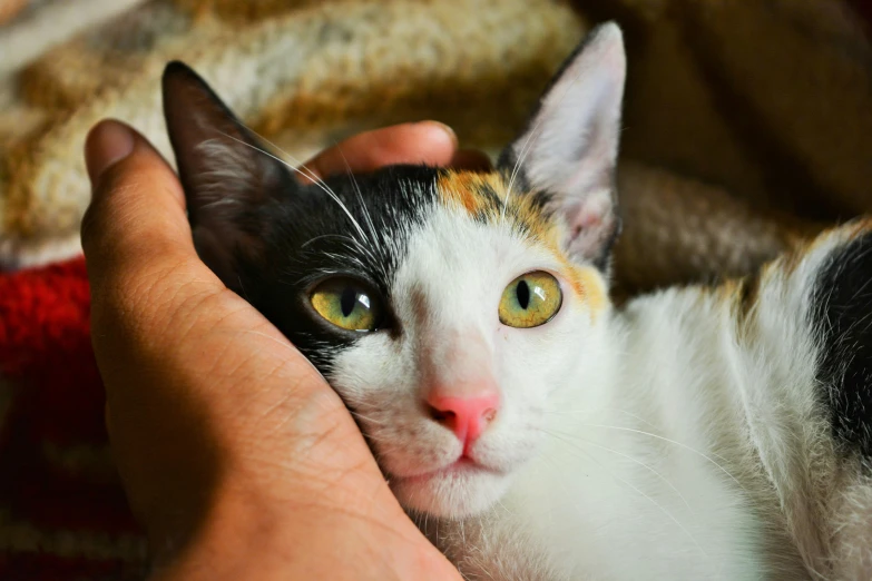 a close up of a person holding a cat, trending on pexels, renaissance, calico cat, with pointy ears, resting, heterochromia