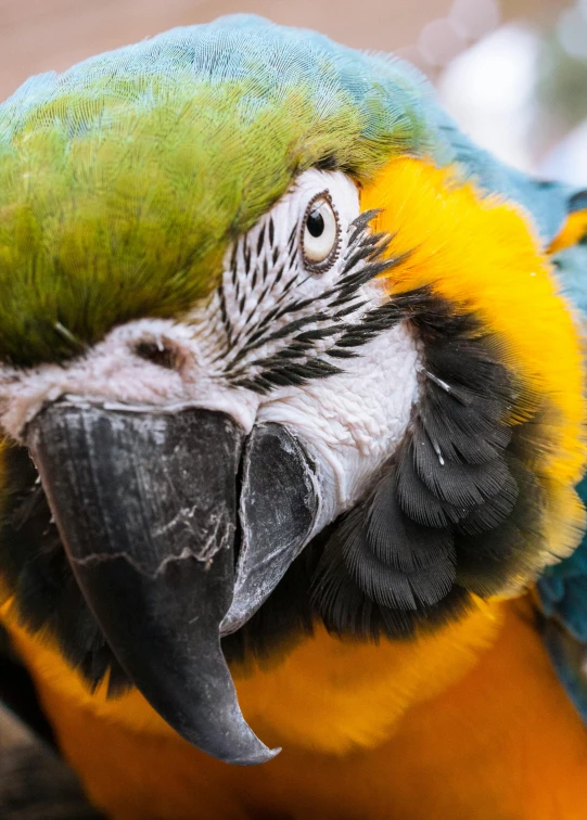 a colorful parrot sitting on top of a tree branch, a portrait, pexels contest winner, closeup of face, today's featured photograph 4k, hyperdetailed!, a high angle shot