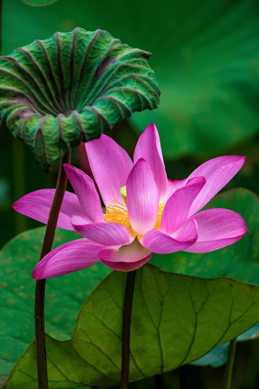 a pink flower sitting on top of a green leaf, sitting on a lotus flower, paul barson, no cropping, lpoty
