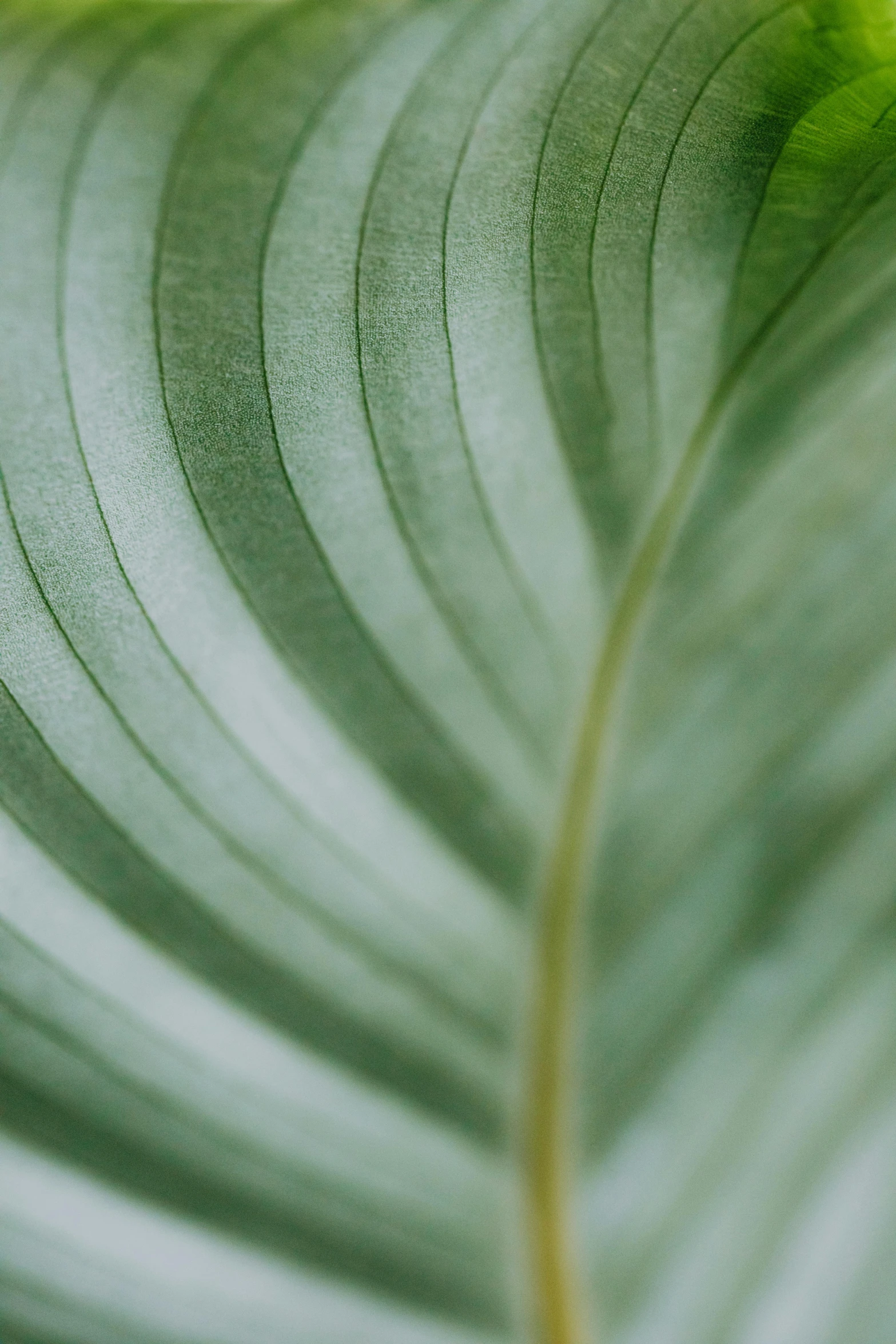 a close up of a leaf of a plant, silver lining, light greens and whites, striped, a green