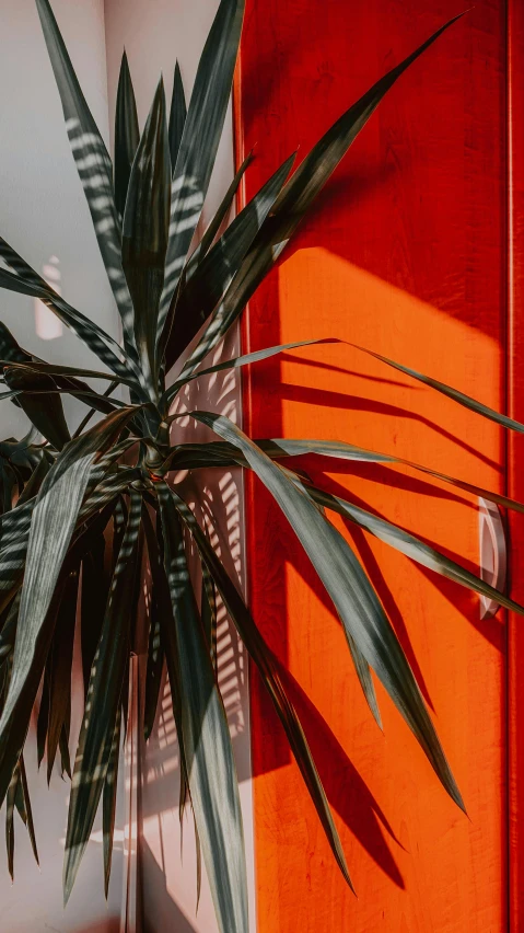 a potted plant in front of an orange door, by Carey Morris, unsplash contest winner, maximalism, red and obsidian neon, soft grey and red natural light, palm lines, a high angle shot