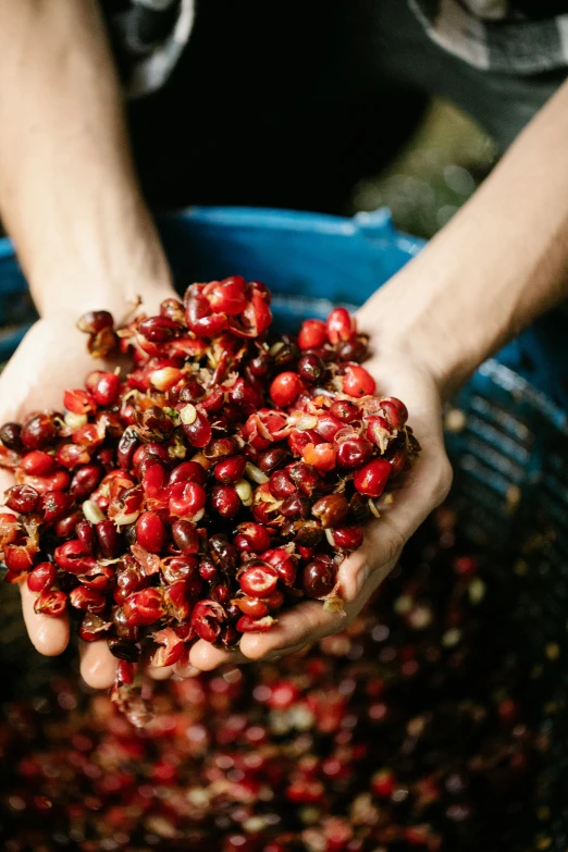 a person holding a bucket full of berries, pexels, process art, cuba, tiny crimson petals falling, coffee beans, sustainable materials