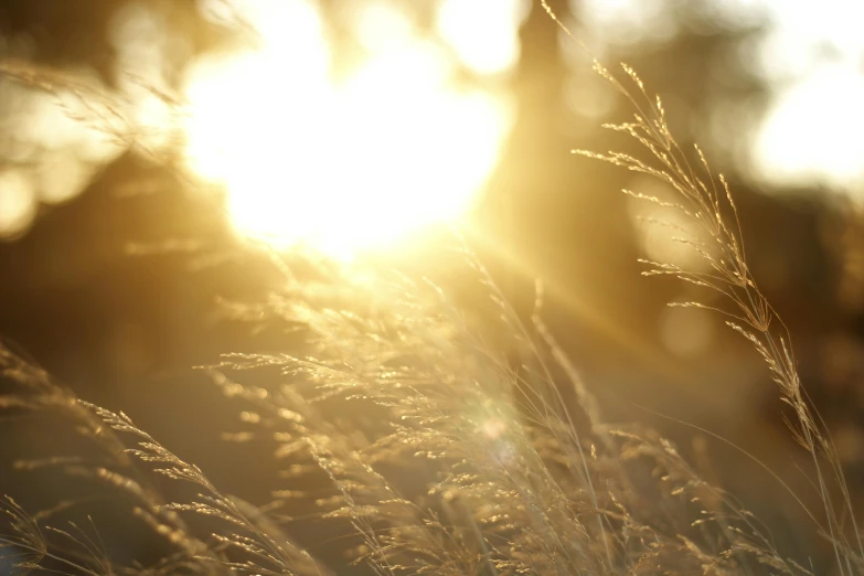 a close up of some grass with the sun in the background, unsplash, romanticism, sepia sunshine, golden hour 8k, instagram post, brightly-lit